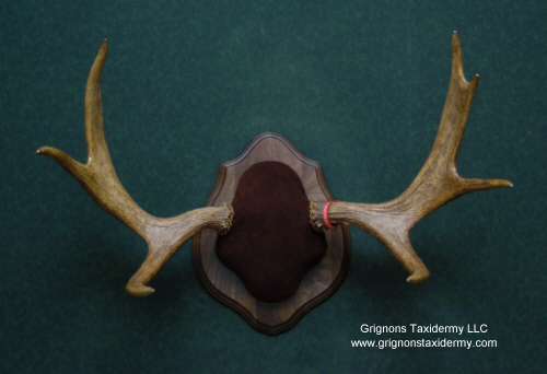 whitetail rack mount by grignons taxidermy